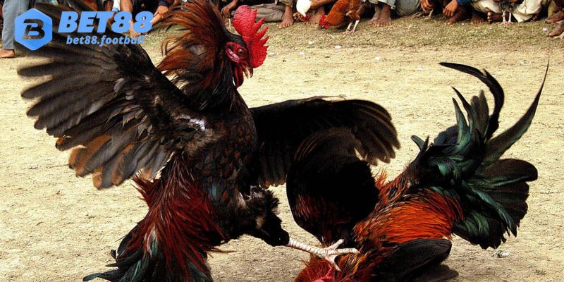 Tham gia đá gà tại nhà cái Bet88 dễ dàng, chỉ với 3 bước cơ bản