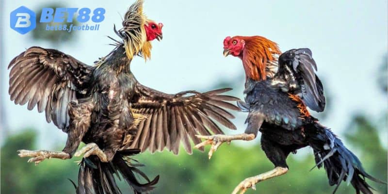 Đá gà cựa dao gay cấn, kịch tính ngay tại trang chủ Bet88