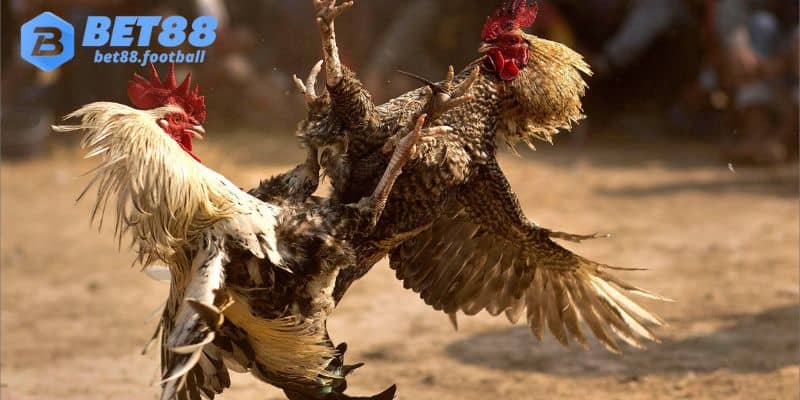 Đá gà Bet88 - điểm đến lý tưởng cho anh em